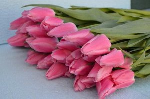 First Rosy ( светло розовые, нежные)