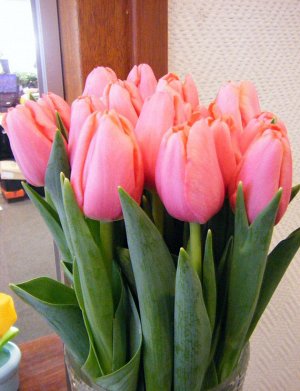 First Rosy ( светло розовые, нежные)