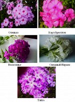 Флокс (малиновый) (2х летние укор. черенки) Тайга