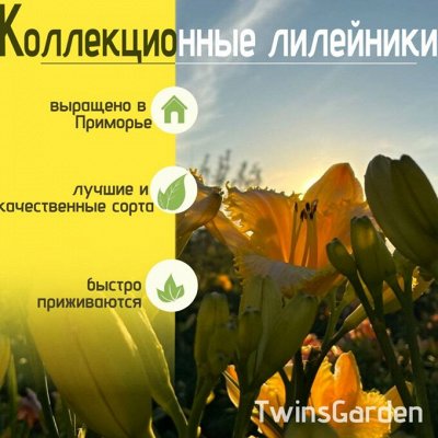 🌸Коллекционные лилейники. Выращено в Приморье.