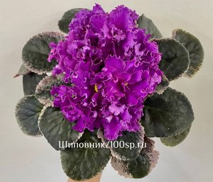 Фиалка ПТ-Гранд Султан