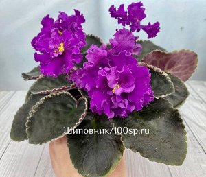 Фиалка ПТ-Гранд Султан
