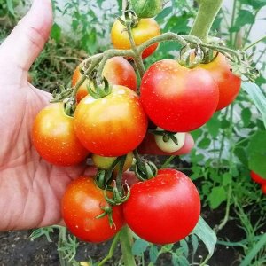 Помидоры — Сraigella — Крейгелла