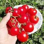 Помидоры — Suffolk Herbs — Сухие Травы