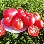 Красная комната