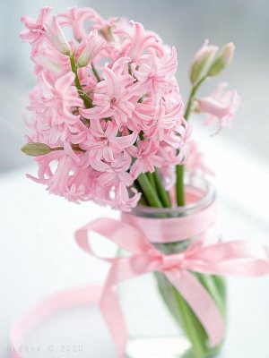 Цветок-парфюмер Гиацинт