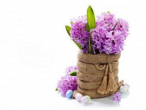 Цветок-парфюмер Гиацинт