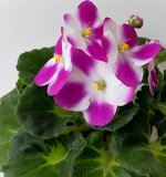 Детка фиалки New Pixie Green (G.McDonald)
