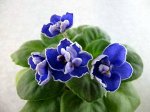 Детка фиалки Magic Blue (H. Pittman)