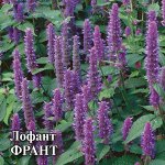 Лофант Франт 50,0 г