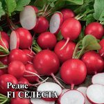 Редис Селеста F1 10,0 г (Голландия) 2027 г.