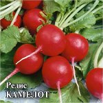 Редис Камелот 50,0 г 2027 г.