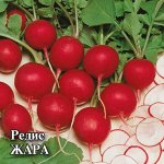 Редис Жара 100,0 г 2027 г.