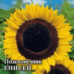 Подсолнечник Енисей 100 г 2027 г.