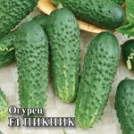 Огурец Пикник F1 100 шт. пикуль