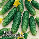 Огурец Мурашка F1 100 шт. корнишон 2028 г.