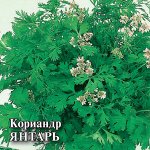 Кориандр Янтарь 100 г