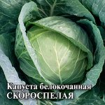 Капуста белокоч. Скороспелая 100 г (ранняя) DH 2027 г.