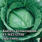 Капуста белокоч. Мегатон F1 100 шт. для квашения (Голландия) 2027 г.