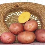 Картофель Беллароза раннеспелый, розовый 1уп