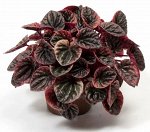 Пеперомия каперата Apricot (Абрикос)