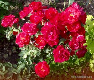 Победа Цветки ярко-красные, светящиеся, диаметром 8 см, полумахровые (20 лепестков), в соцветиях по 6-15 шт. Кусты высотой 90-120 см. Устойчивость к заболеваниям исключительная. Цветёт с июня до сентя