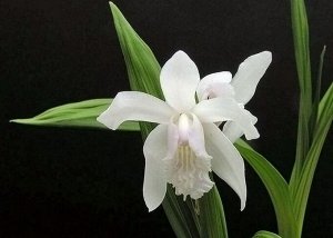 Bletilla striata Alba Variegated