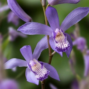 Bletilla striata Blue Dragon