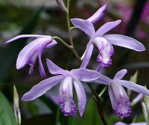 Bletilla striata Blue Dragon