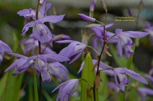 Bletilla Striata Soryu Japan