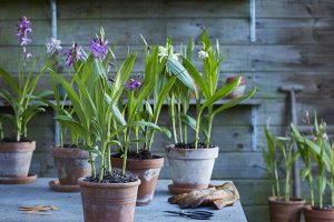 Bletilla striata ассорти