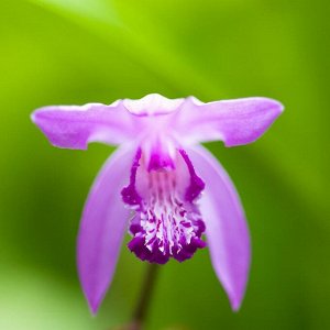 Bletilla japanorchidee Purple
