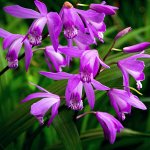 Японские садовые орхидеи Эксклюзив