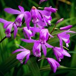 Японские Садовые орхидеи и бабочковидные Ирисы Эксклюзив