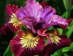 Iris sibirica Miss Apple