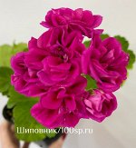 Пеларгония зональная ЕС-Пион Ист