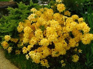 Azalea knap hill Golden Lights
