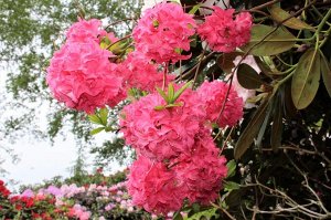 Azalea knap hill Homebush