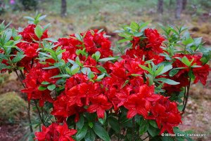 Azalea knap hill Nabucco