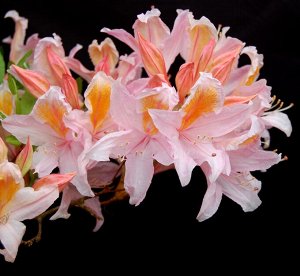 Azalea knap hill Satomi