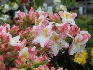 Azalea knap hill Satomi