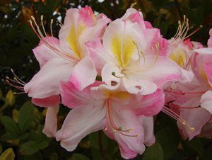 Azalea knap hill Satomi