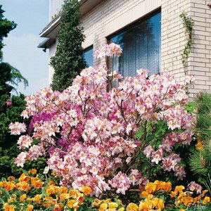 Azalea knap hill Satomi