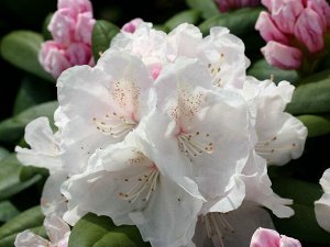 Rhododendron yakushimanum Schneekrone