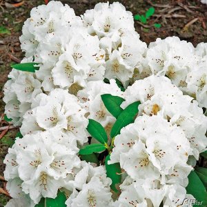 Rhododendron yakushimanum Schneekrone