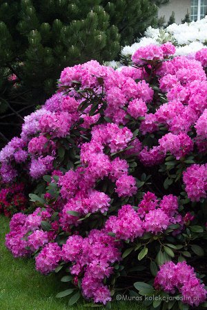 Rhododendron yakushimanum Lumina