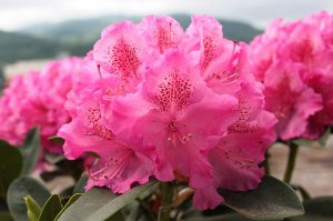 Rhododendron hybriden Simona