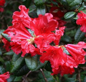 Rhododendron hybriden Scarlet Wonder
