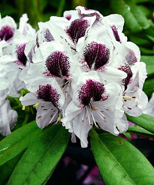 Rhododendron hybriden Sappho