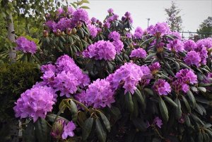 Rhododendron hybriden Purpureum Grandiflorum